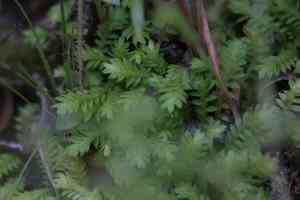Selaginella ciliaris(Selaginella ciliaris)