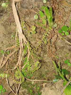 Selaginella ciliaris(Selaginella ciliaris)
