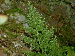 Arborvitae fern(Selaginella involvens)
