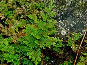Arborvitae fern(Selaginella involvens)