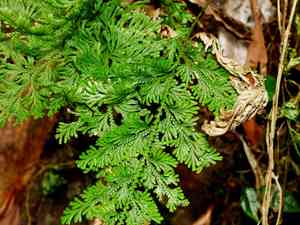 Arborvitae fern(Selaginella involvens)