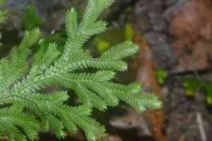 Arborvitae fern(Selaginella involvens)