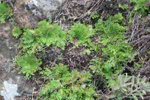 Flower of Stone(Selaginella lepidophylla)