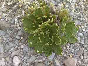Flower of Stone(Selaginella lepidophylla)