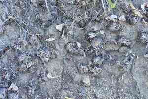 Flower of Stone(Selaginella lepidophylla)