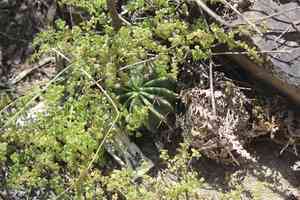 Flower of Stone(Selaginella lepidophylla)