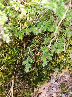 Rockloving spikemoss(Selaginella rupincola)