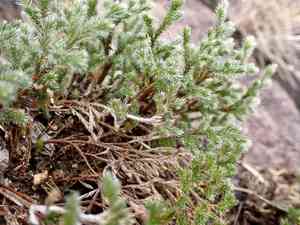 Rockloving spikemoss(Selaginella rupincola)
