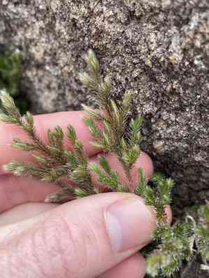 Rockloving spikemoss(Selaginella rupincola)