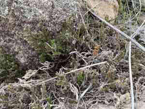 Rockloving spikemoss(Selaginella rupincola)