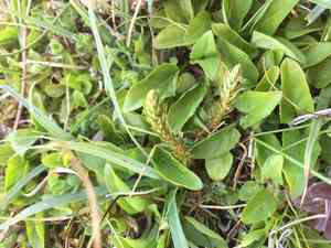 Club spikemoss(Selaginella selaginoides)