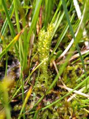 Club spikemoss(Selaginella selaginoides)