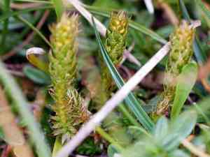 Club spikemoss(Selaginella selaginoides)