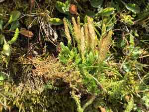 Club spikemoss(Selaginella selaginoides)