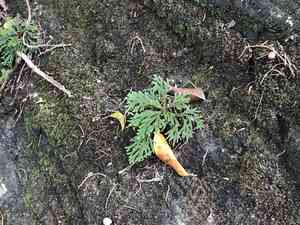 Selaginella tamariscina(Selaginella tamariscina)