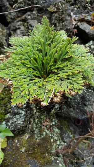 Selaginella tamariscina(Selaginella tamariscina)