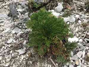 Selaginella tamariscina(Selaginella tamariscina)