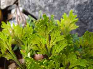 Selaginella tamariscina(Selaginella tamariscina)