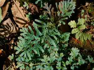 Peacock moss(Selaginella uncinata)