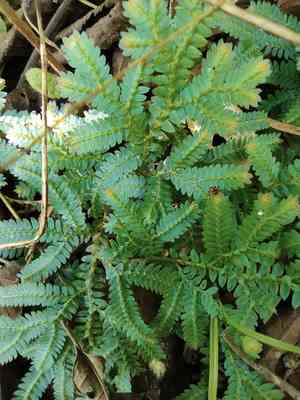 Peacock moss(Selaginella uncinata)
