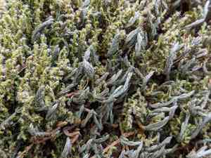 Wallace's spikemoss(Selaginella wallacei)