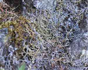 Wallace's spikemoss(Selaginella wallacei)