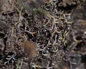 Wallace's spikemoss(Selaginella wallacei)