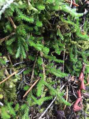 Wallace's spikemoss(Selaginella wallacei)