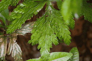 Spikemosses (Selaginella)(Selaginella)