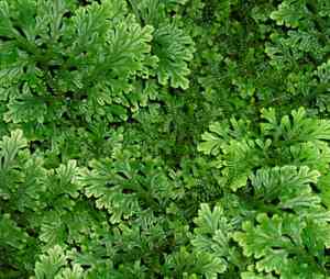 Spikemosses (Selaginella)(Selaginella)