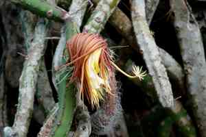 Queen of the night(Selenicereus grandiflorus)