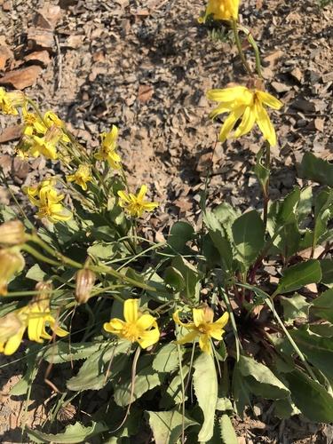 Showy alpine ragwort (Senecio amplectens) Care Guide: Pests, Diseases ...