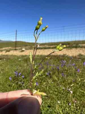 Chaparral ragwort(Senecio aphanactis)