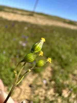 Chaparral ragwort(Senecio aphanactis)