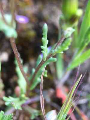 Chaparral ragwort(Senecio aphanactis)