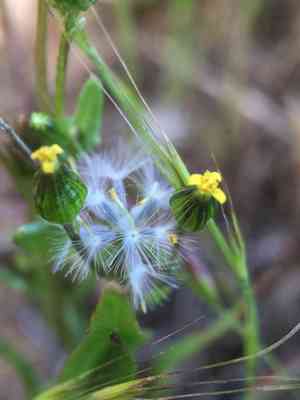Chaparral ragwort(Senecio aphanactis)