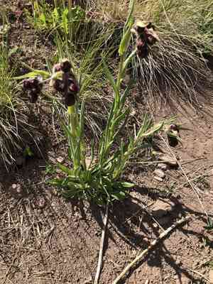 Nodding ragwort(Senecio bigelovii)