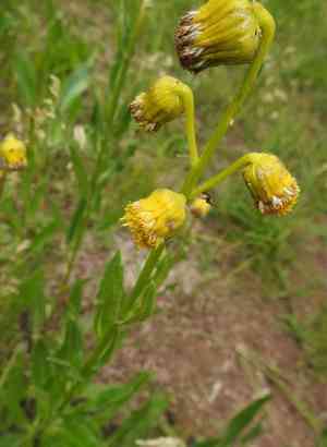 Nodding ragwort(Senecio bigelovii)