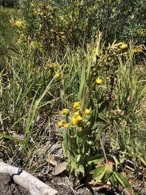 Nodding ragwort(Senecio bigelovii)