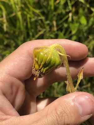 Nodding ragwort(Senecio bigelovii)