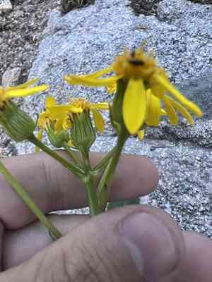 Thickleaf ragwort(Senecio crassulus)