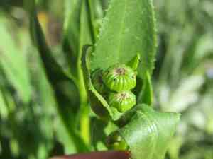 Thickleaf ragwort(Senecio crassulus)