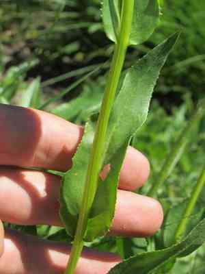 Thickleaf ragwort(Senecio crassulus)