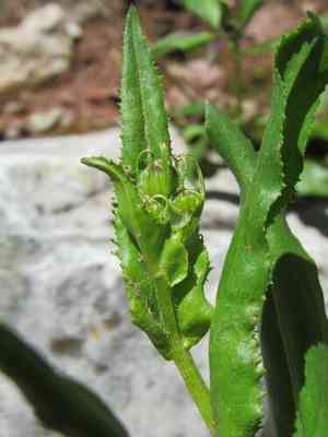 Thickleaf ragwort(Senecio crassulus)