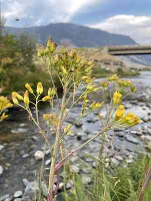 Water ragwort(Senecio hydrophilus)