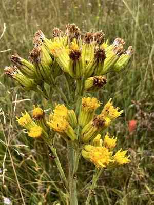 Water ragwort(Senecio hydrophilus)