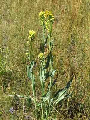Water ragwort(Senecio hydrophilus)