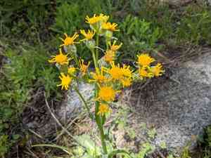 Lambstongue ragwort(Senecio integerrimus)