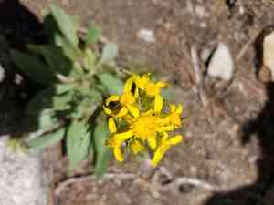 Lambstongue ragwort(Senecio integerrimus)