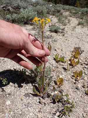 Lambstongue ragwort(Senecio integerrimus)